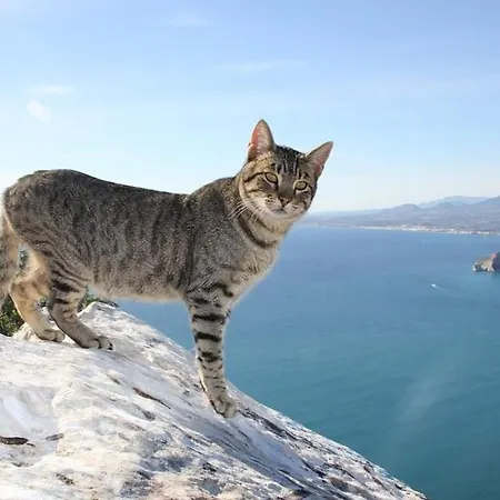 Corina - Plusholidays Villa *